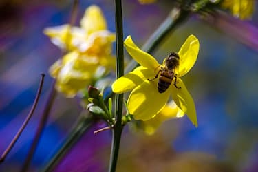 miniatura 15 foto de Sergio Russo